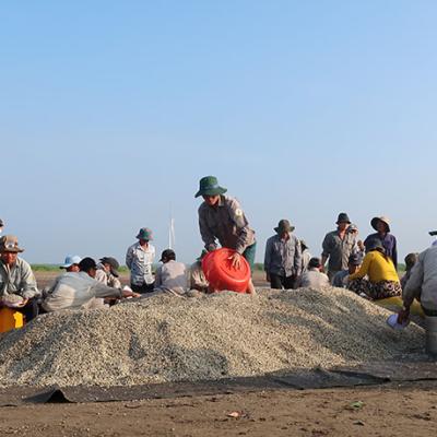 Khai thác 26 tấn nghêu giống tại Chốt Bạch Long – Đóng góp cho thị trường, đem lại doanh thu cho Hợp tác xã và tạo việc làm cho thành viên là người lao động